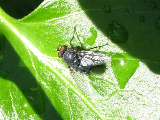 Calliphoridae ?